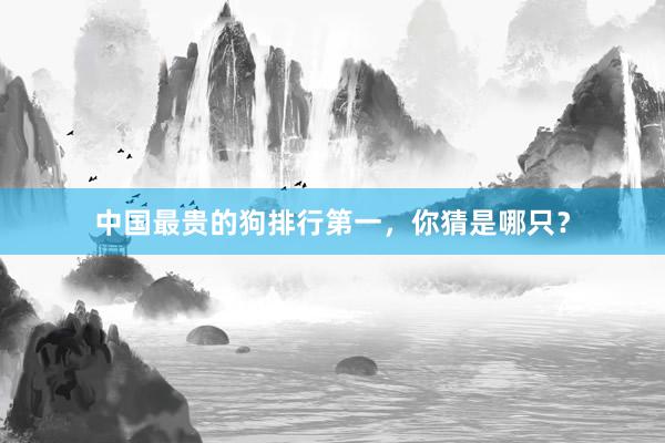 中国最贵的狗排行第一，你猜是哪只？